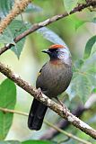 Silver-eared Laughingthrush